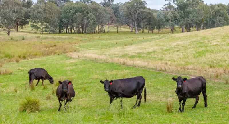 Rural property For Sale , Wagga Wagga City Council, New South Wales