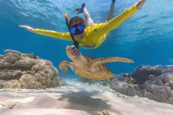 Buy Eco Tourism Business Accommodation in Cape Tribulation with Great Features