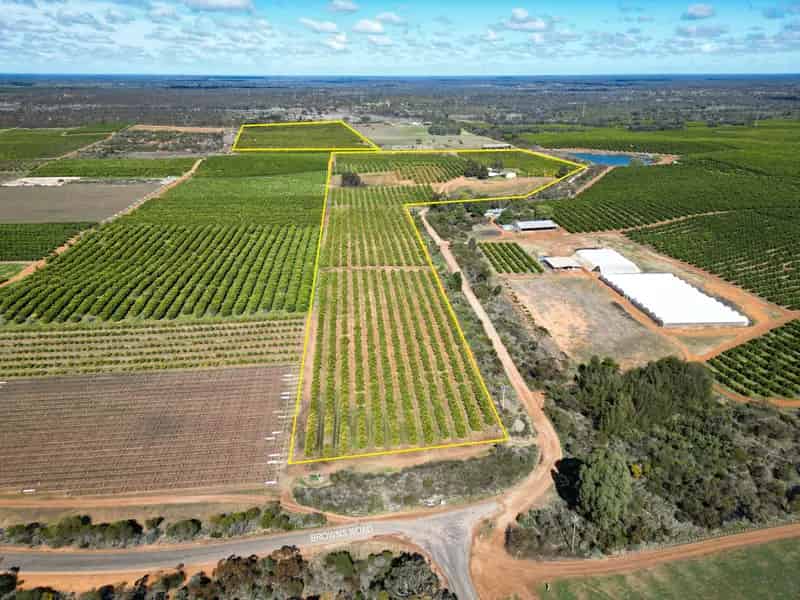 Prime Citrus Farm Opportunity
