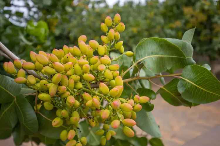 Buy pistachio farm with home in Swan Hill