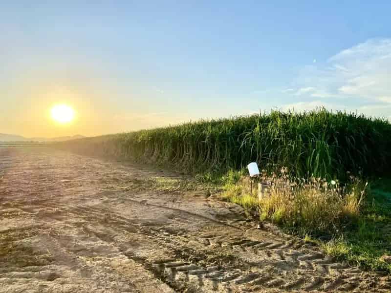 For Sale Rural Property in Millaroo with Cropping and Grazing Potential