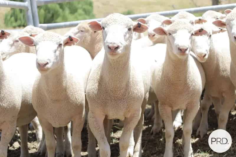 Ashburnia Lamb Rams now available