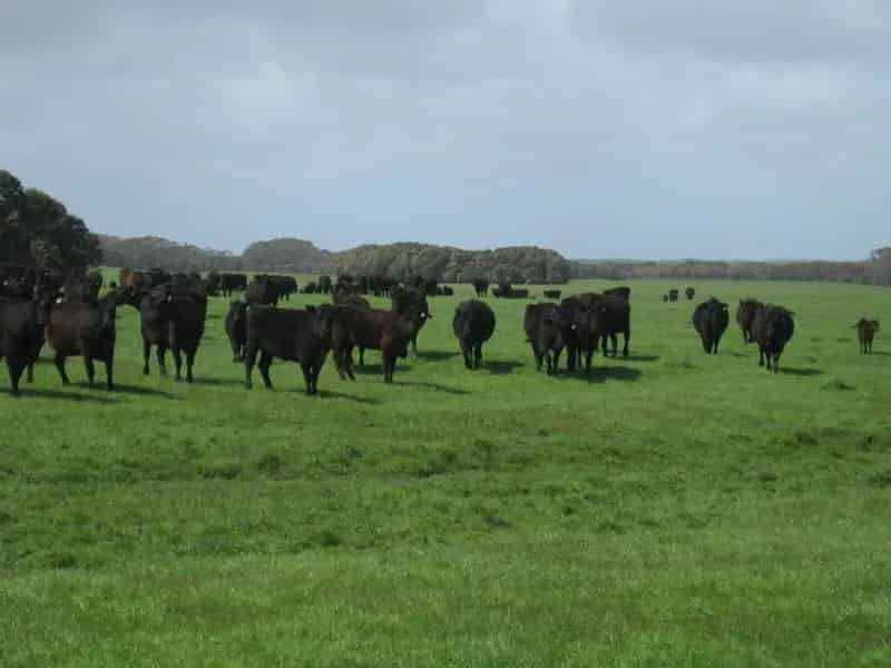 Rural property For Sale , King Island Council, Tasmania