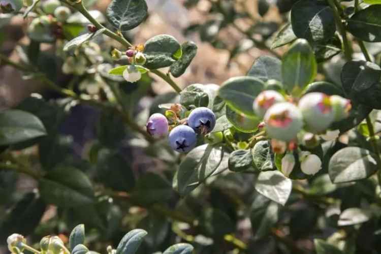 Buy Blueberry Farm in New South Wales with Multiple Income Streams