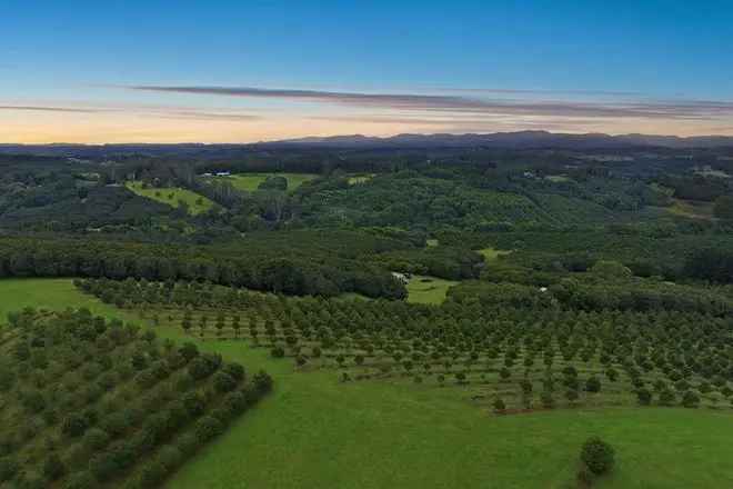 89 Acre Macadamia Farm near Alstonville and Ballina