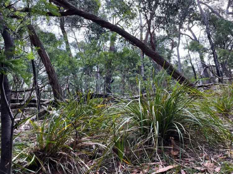 32.99ha Pristine Bushland Property with Conservation Covenant Near Kyneton