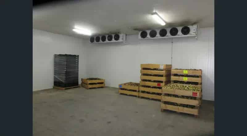 Buy Successful Fig Farming Business with 21 Acres of Freehold Land
