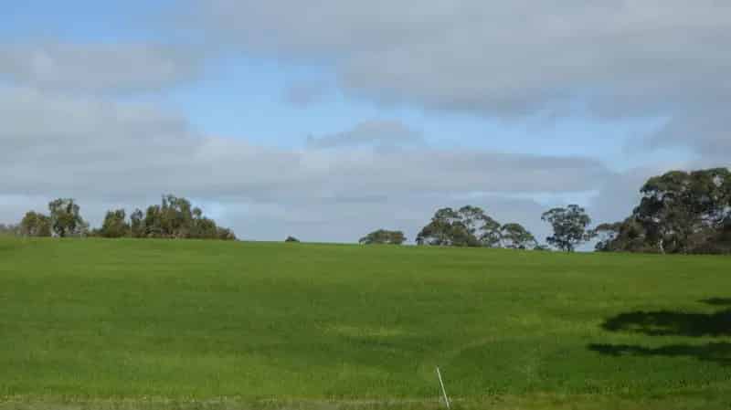 Buy rural property in Bordertown with 5 bedroom homestead and golf course access