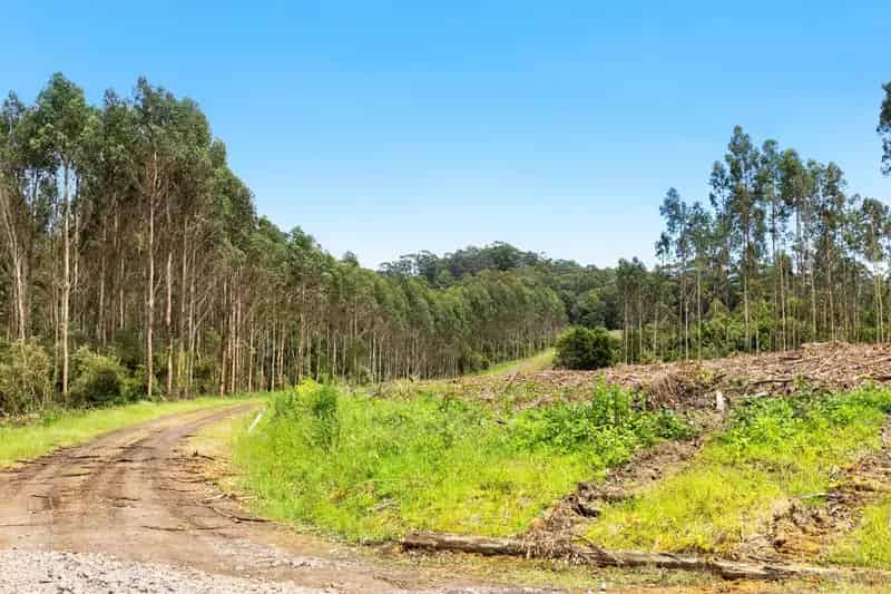 223.90 HA (553.27 Acres) - Former Bluegum Forestry Plantation - Selling Post Harvest