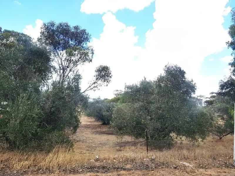 2,883 SQM Block with Olive Trees