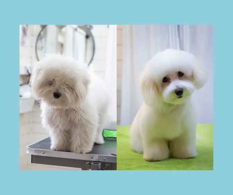 Unique Dog Grooming & Cafe Experience!