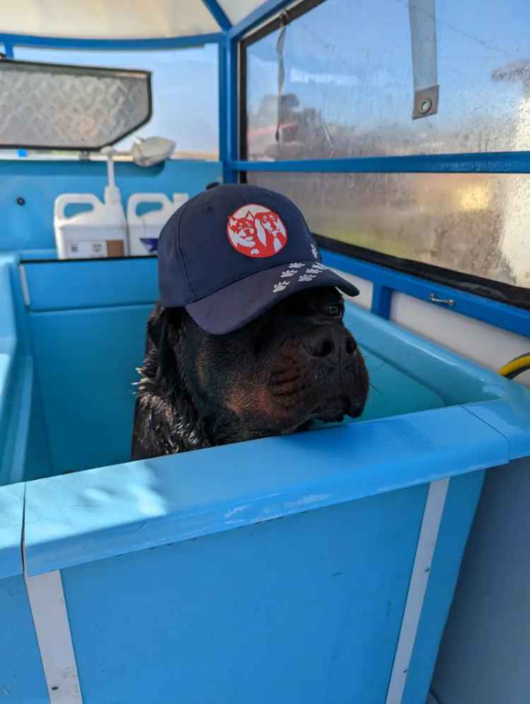 Aussie pooch mobile dog wash Dapto