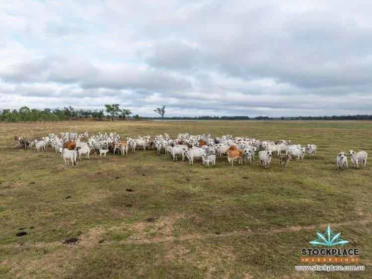 Buy Cattle Property in North Queensland with Scenic Lagoons and Infrastructure