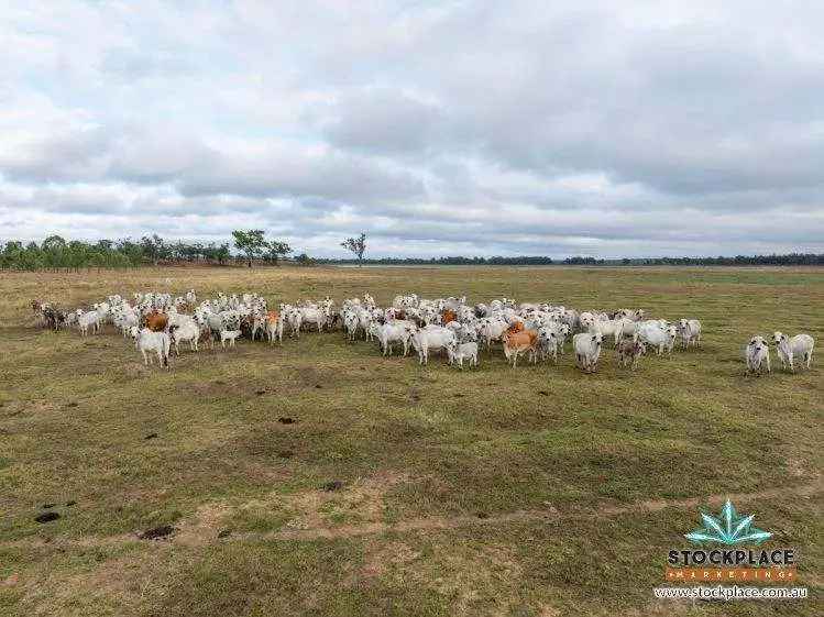 Valley of Lagoons Cattle Property North Queensland