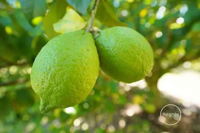 Natari Orchards: Profitable Irrigated Avocado Lemon Orchard