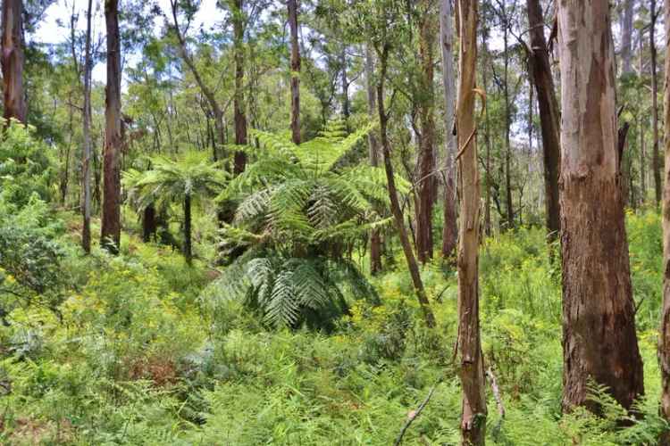 Buy Land at Whipstick Magnificent Old Growth Forest Eco Getaway