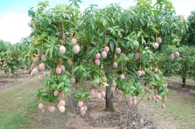 Profitable Mango and Lemon Farm in Dimbulah North Queensland