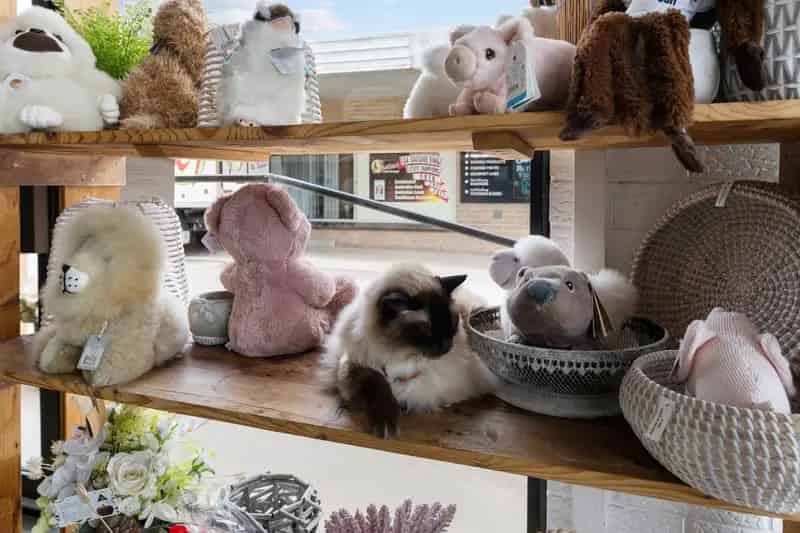 Buy Commercial Property Clare Valley Flowers Featuring Main Street Frontage