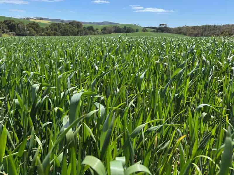 Rural property For Sale , Waratah-Wynyard, Tasmania