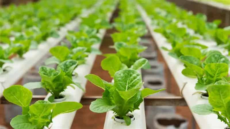 Buy Fish and Vegetable Production Wholesaler Restaurant with Prime Features