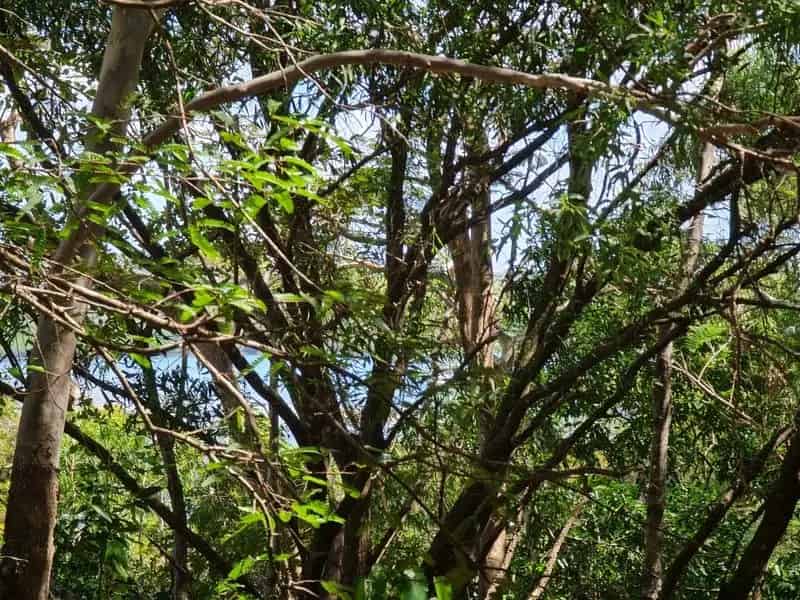 Buy Residential Land in Cooktown with Stunning River Views