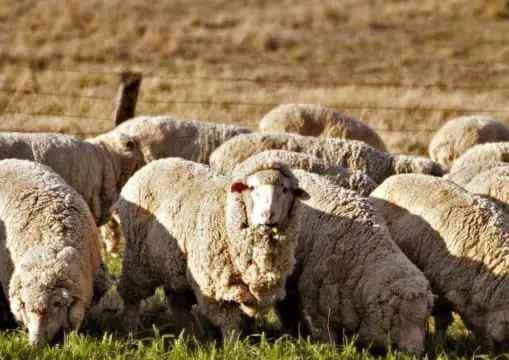 WOOL HANDLING INDUSTRY AND AGRICULTURAL TRAINING RTO FOR SALE IN NSW $1,800,000