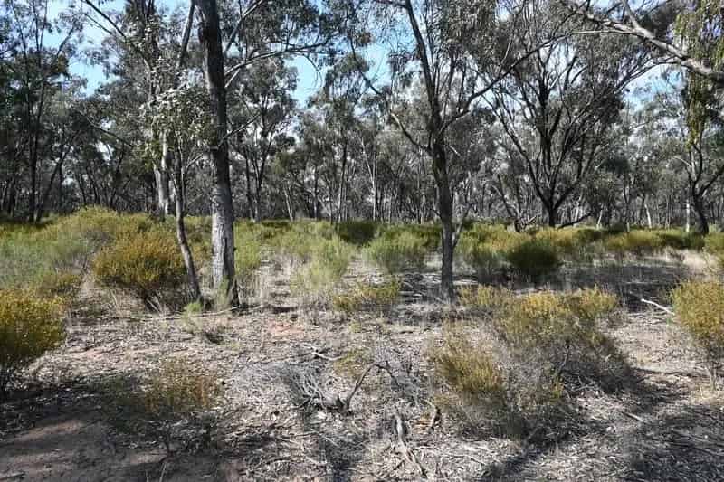 Buy rural property in Blue Eucalyptus harvest area with native bush