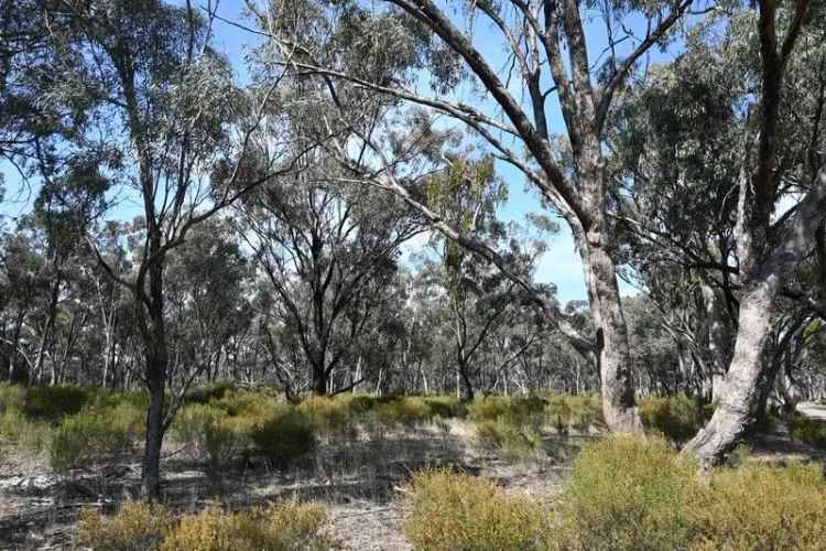 Buy rural property in Blue Eucalyptus harvest area with native bush