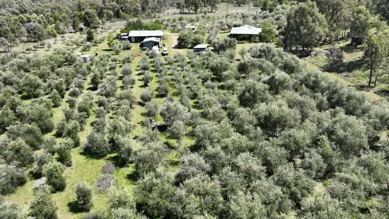 Lifestyle with Olives