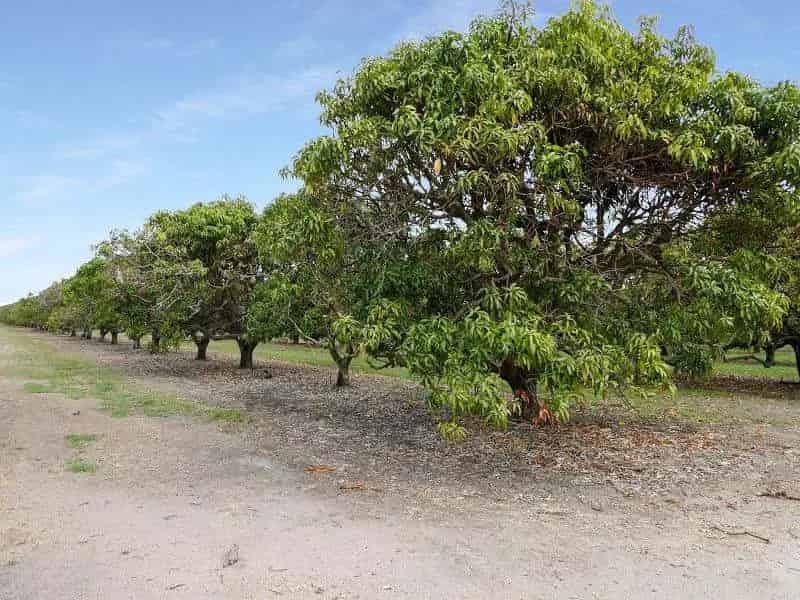 Rural property For Sale , 2, Bathurst Street, Tuena, New South Wales