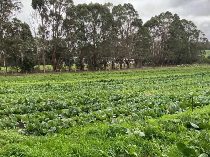 Buy Organic Farm Home and Business in Southwest Victoria with Unique Features