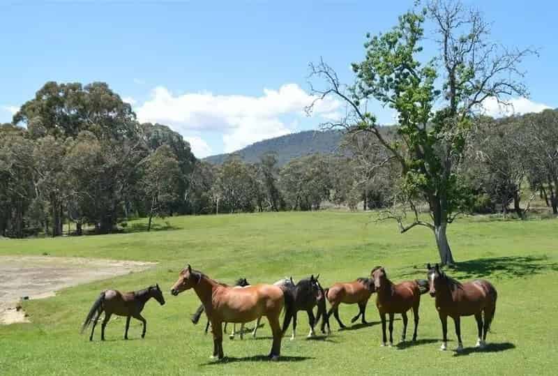 Idyllic Rural Acreage - 10.12ha with Bore, Yards & Creek Proximity