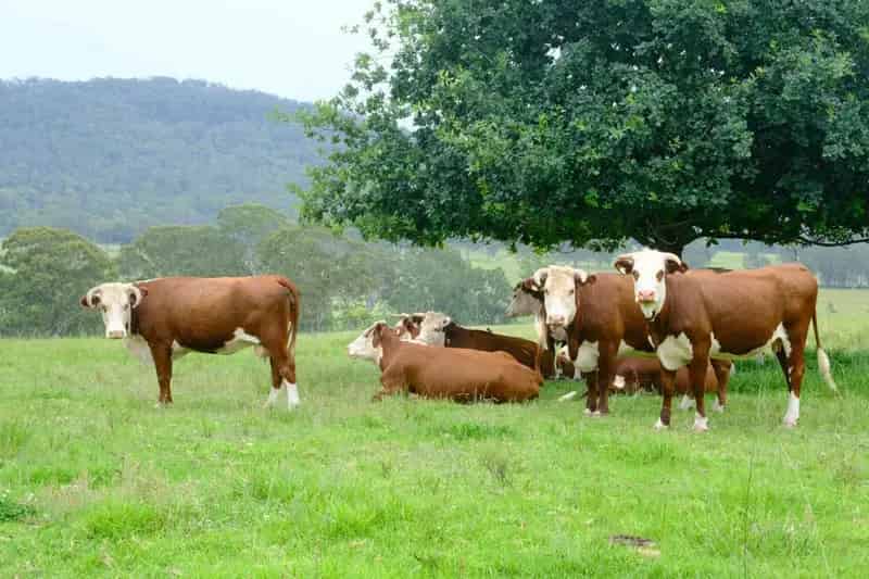 Rural property For Sale , Mid-Coast Council, New South Wales
