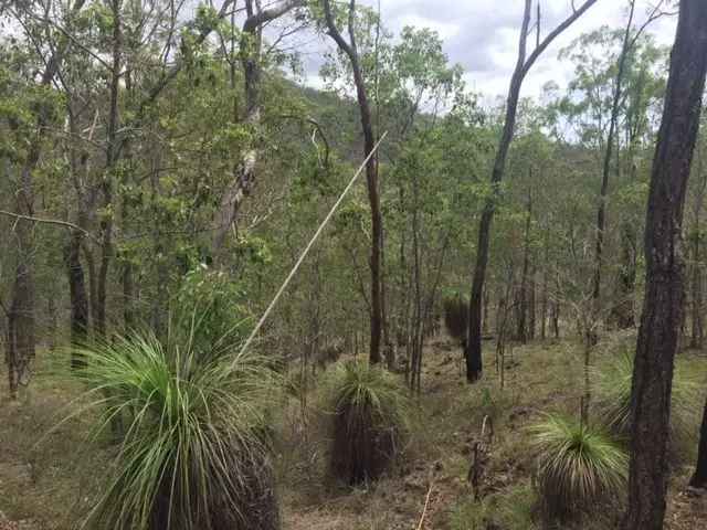 Best Buy 40* Acre Hinterland Property - Less 22 mins to the shops!