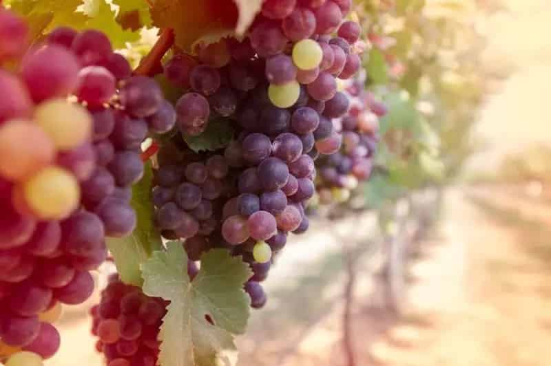 Buy Vineyard Accommodation Business in South East QLD with Cellar Door