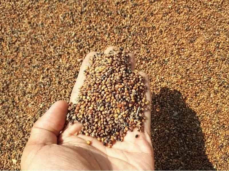 Buy Wholesale Nursery and Mixed Agricultural Supply Business in Queensland