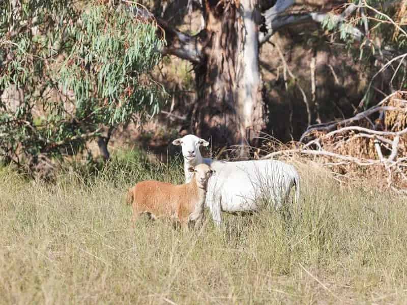 Rural property For Sale , Bathurst Regional Council, New South Wales