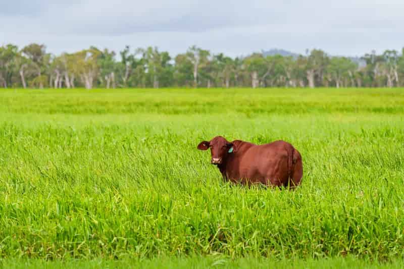 Large Scale & Improved Freehold Grazing with Excellent Water