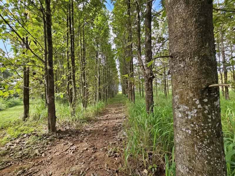 Buy rural property in Garradunga with teak plantation and stunning views