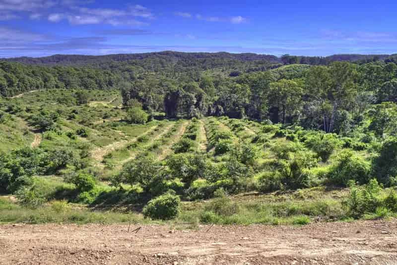 Buy Rural Property in Noosa Hinterland with Avocado Orchard and Home Site
