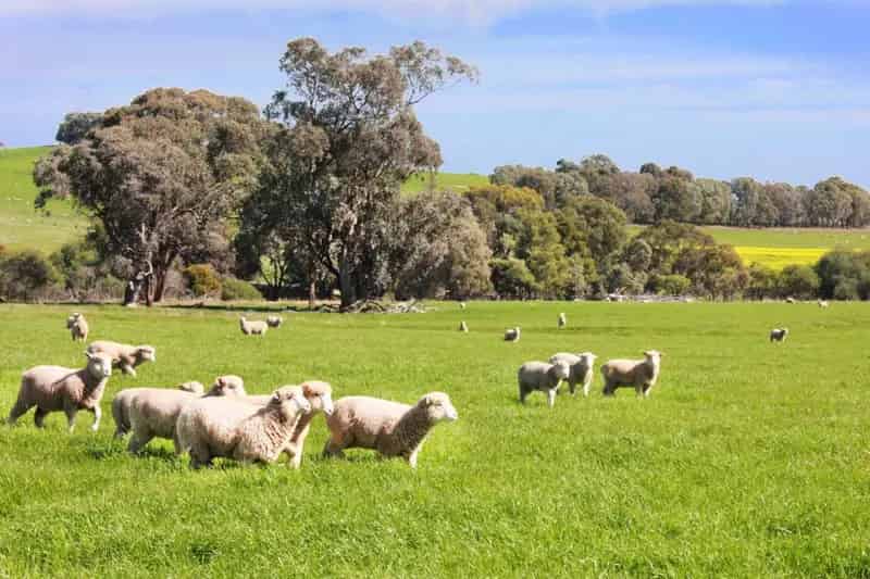 Rural property For Sale , Rural City of Benalla, Victoria