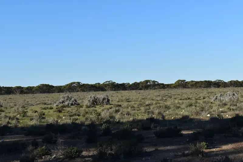 Buy Rural Bush Blocks for Sale Near Sedan and Swan Reach with Natural Features