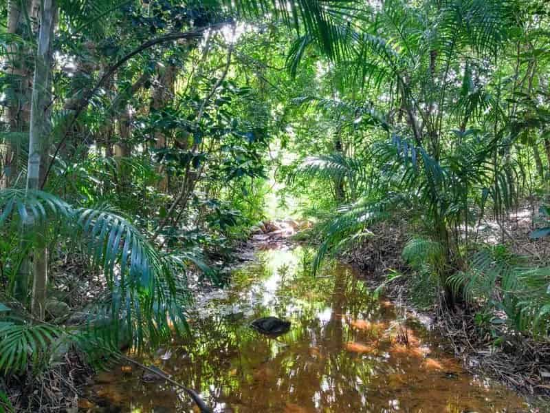 Buy land in Cooktown with serene forest surroundings and gentle slope
