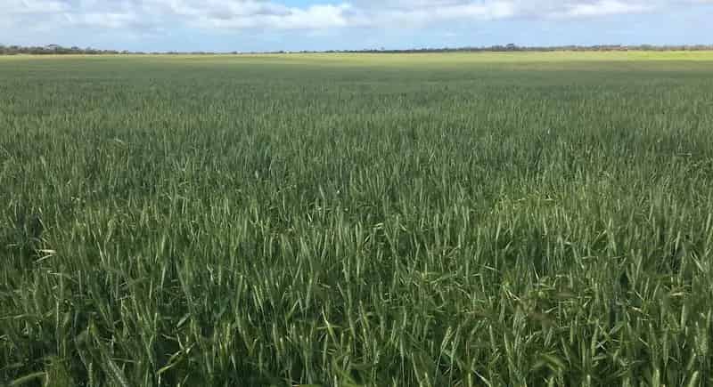 Rural property For Sale , 9723, Tod Highway, Lock, South Australia