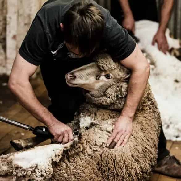 Buy Engineering Hydraulics Supplier to Wool Industry in Australia