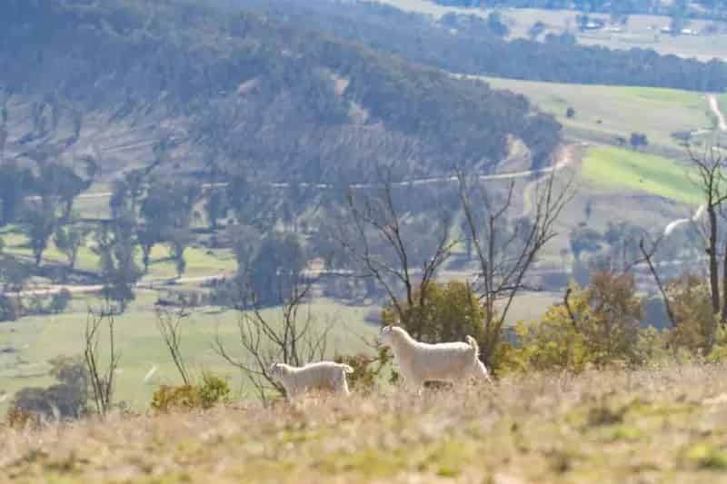 Buy rural property with breathtaking views near Corryong