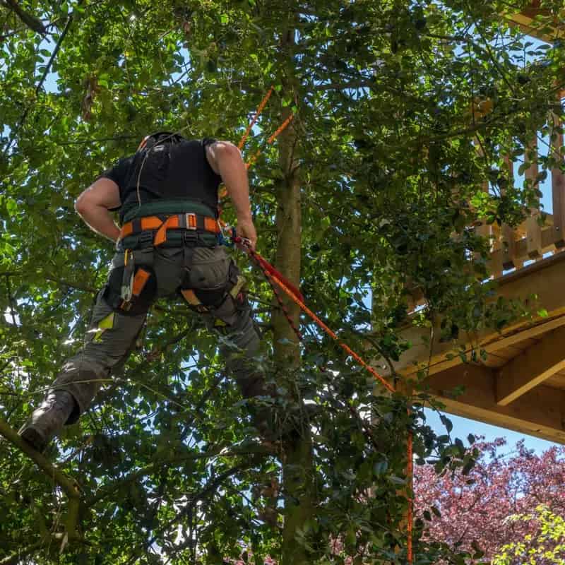 Arborist Business - Highly Profitable