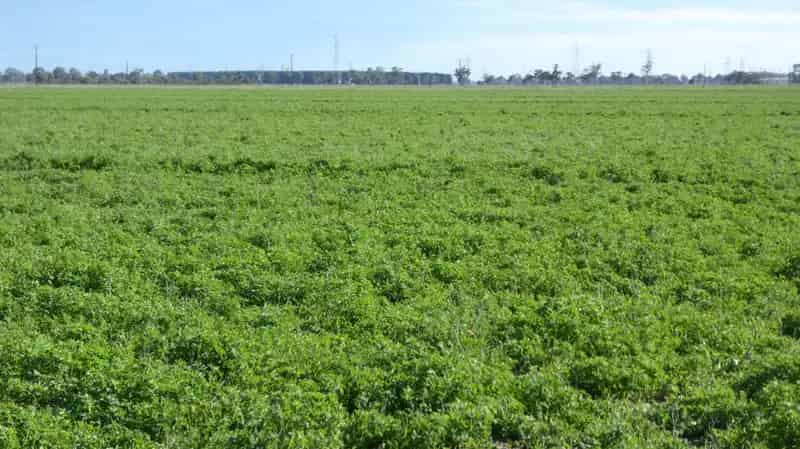 Buy rural property with water licence and good soils in Keith