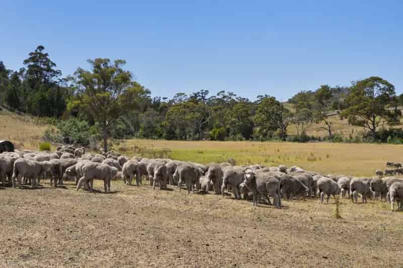 Rural property For Sale , Triabunna, Tasmania