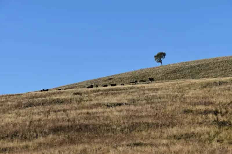 Lifestyle Block for Sale in Cumnock with Livestock Grazing Potential